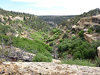 Spruce Canyon Trail