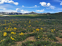 Wildflowers at the pass