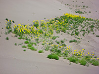 Yellow flowers