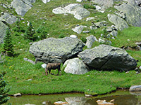 Moose grazing by the pond