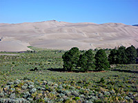 Isolated trees