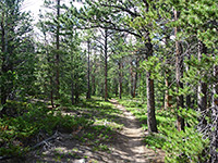 Path through the woods