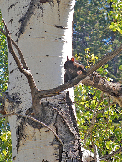 Abert's squirrel