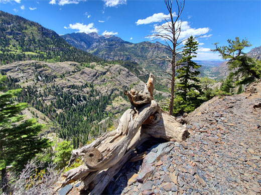 Tree stump
