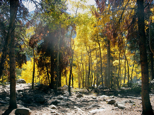 Yellow leaved aspen