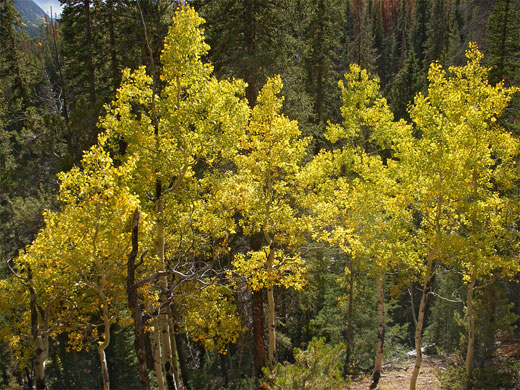 Yellow-leafed aspen, along the Little Yellowstone Trail