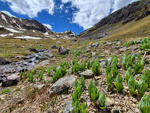 Corn lilies beginning to grow, in the lower basin