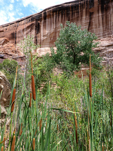 Bulrushes