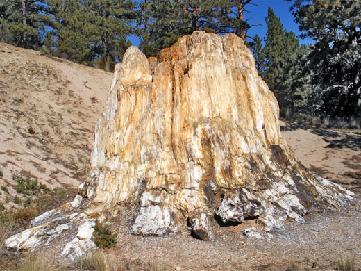 The largest sequoia