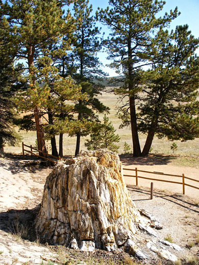 Fossilized redwood stump