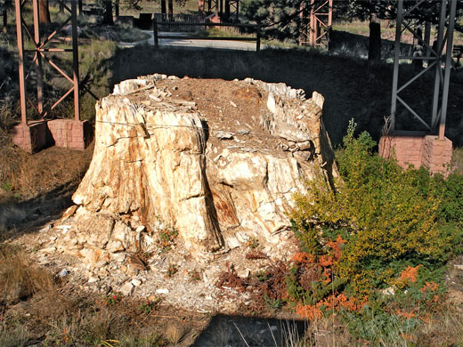 Sequoia stump at Florissant