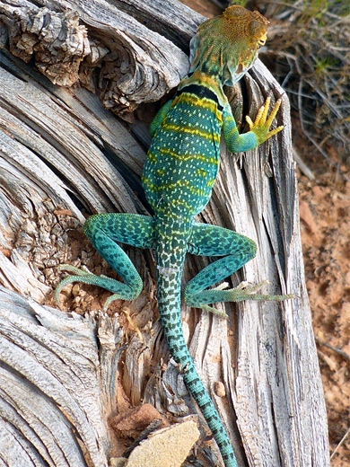 Collared lizard