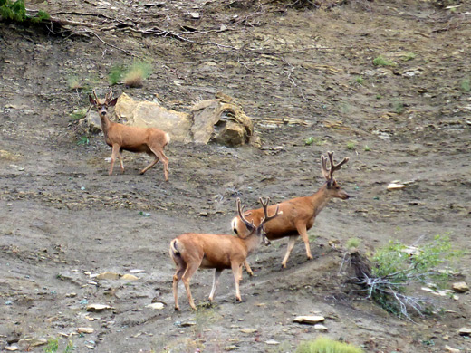 Three mule deer along the Knife Edge Trail