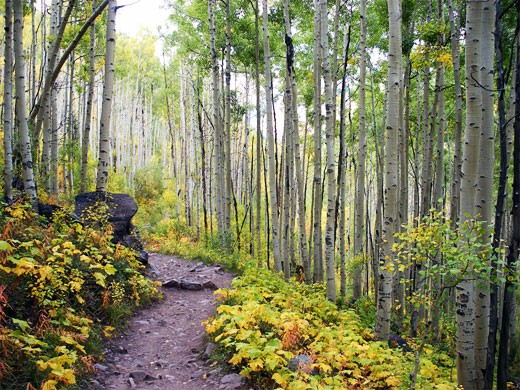 Aspen along the Crater Lake Trail