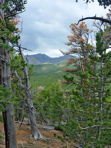 Gap in the trees