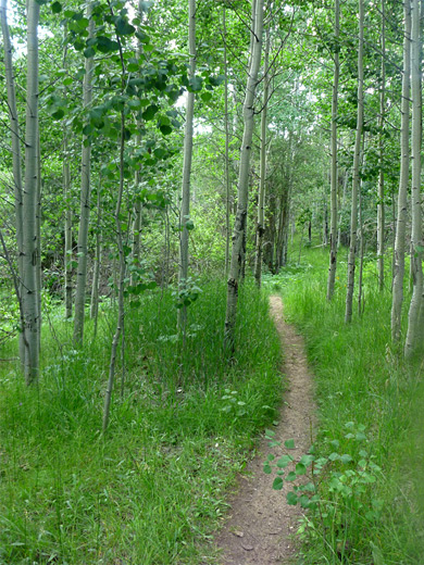 Path through aspen