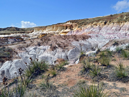 Yucca at the Paint Mines