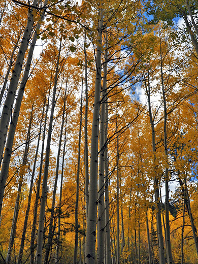 Tall trees on Pikes Peak