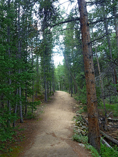 Path through the forest