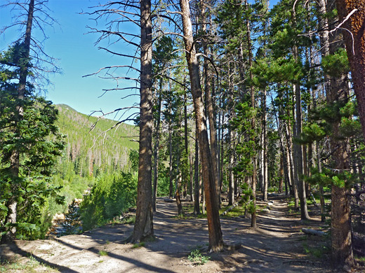 Path above Roaring River