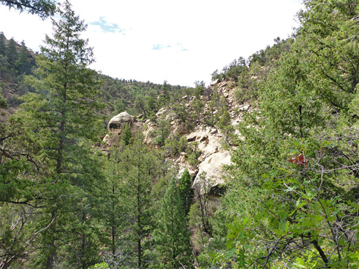 Overgrown ravine - typical view along the trail