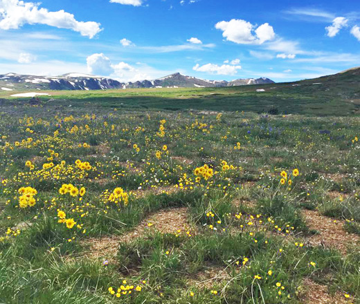 Flowers at the pass