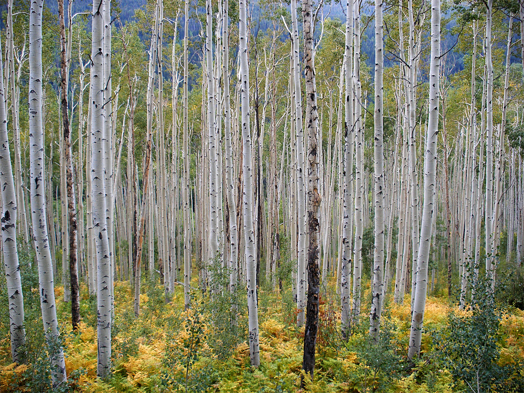 Aspen trees