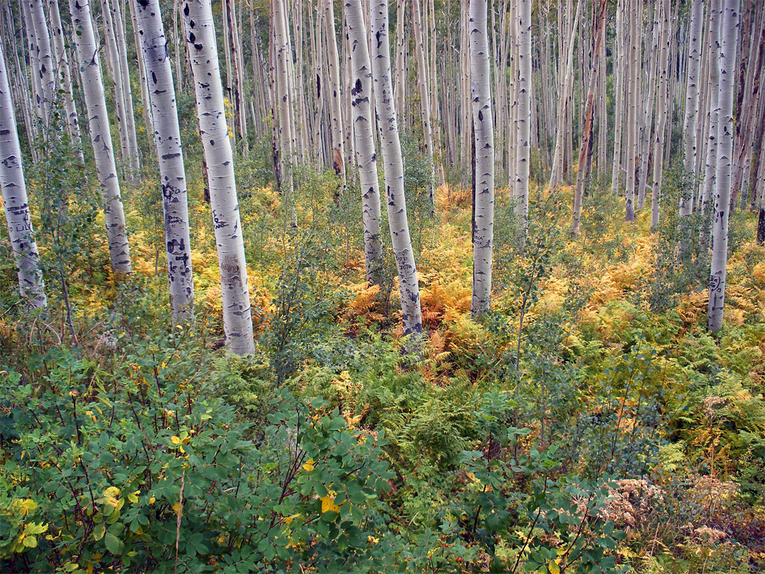 Aspen, ferns and bushes