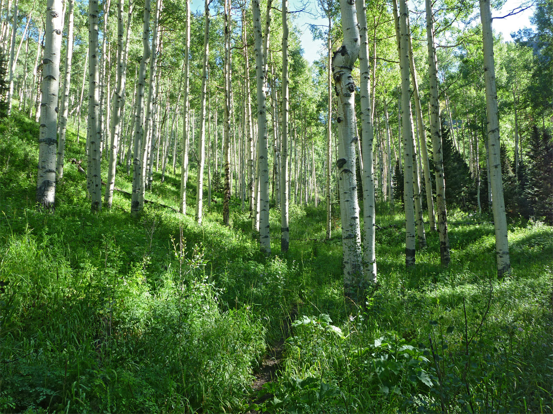 Trail through aspen