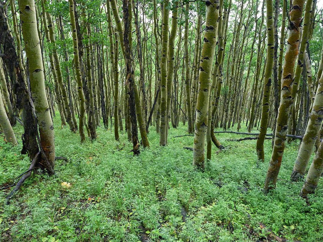 Aspen trunks