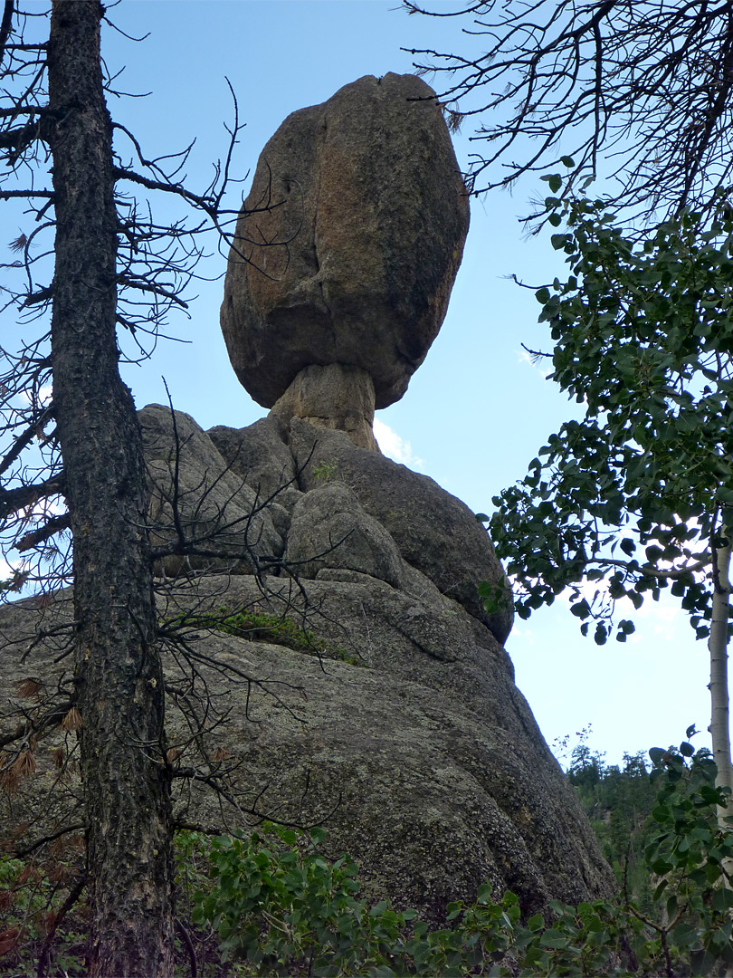 Tree beside Balanced Rock