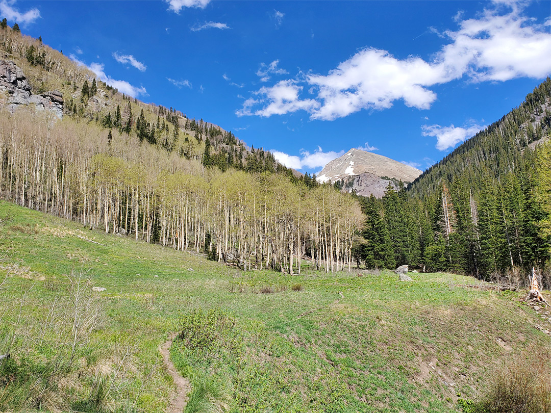 Meadow