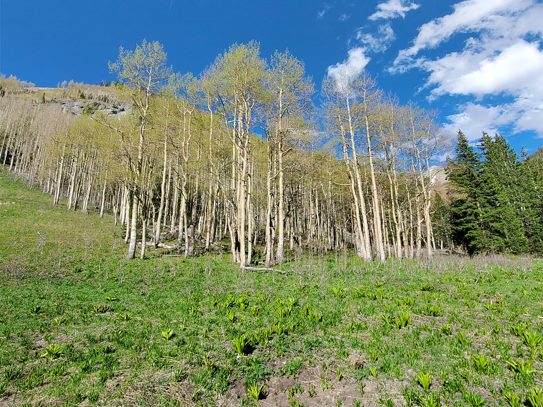 Aspen