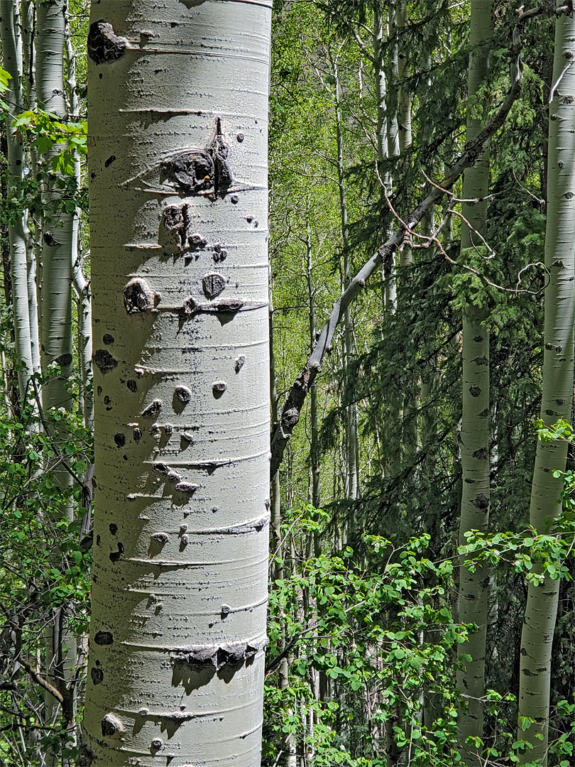 Aspen trunks