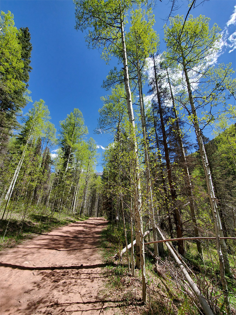 Aspen by the trail