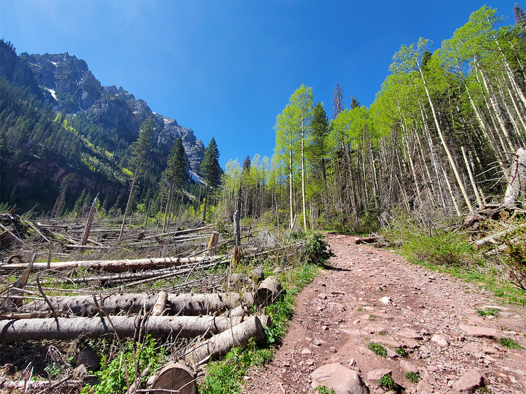 Avalanche-damaged trees