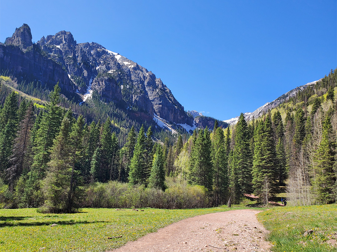 Trees and meadow