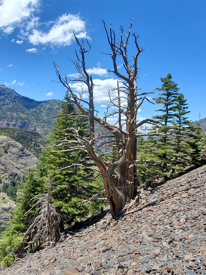 Live and dead trees
