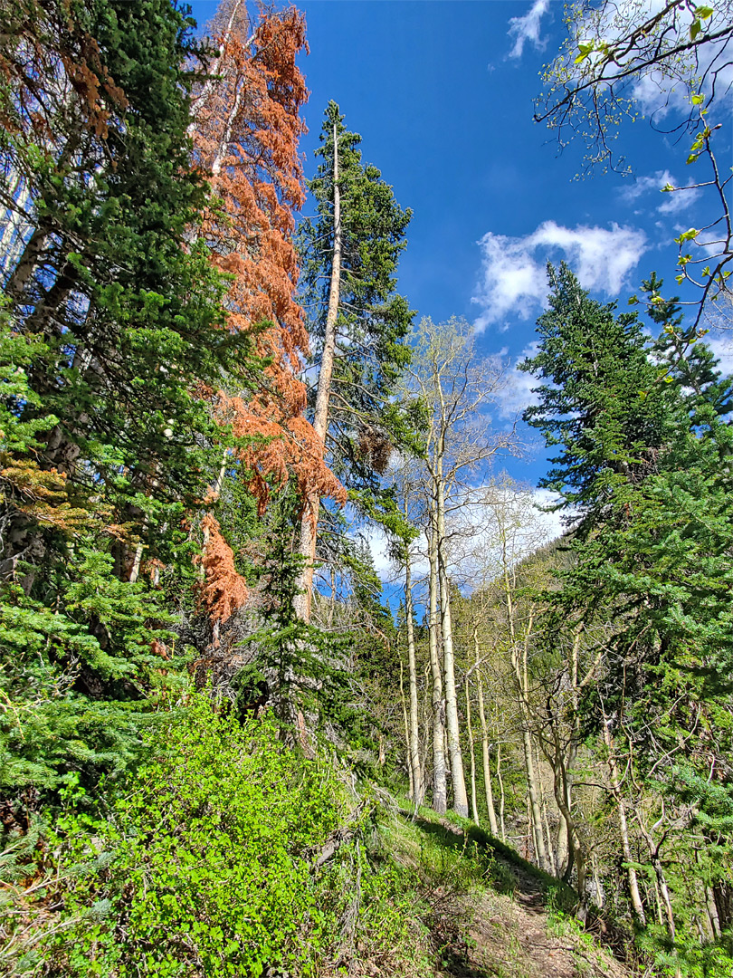 Path through the trees