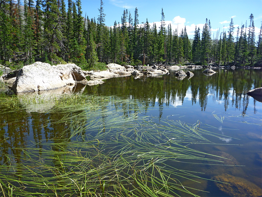 Reeds on Chipmunk Lake