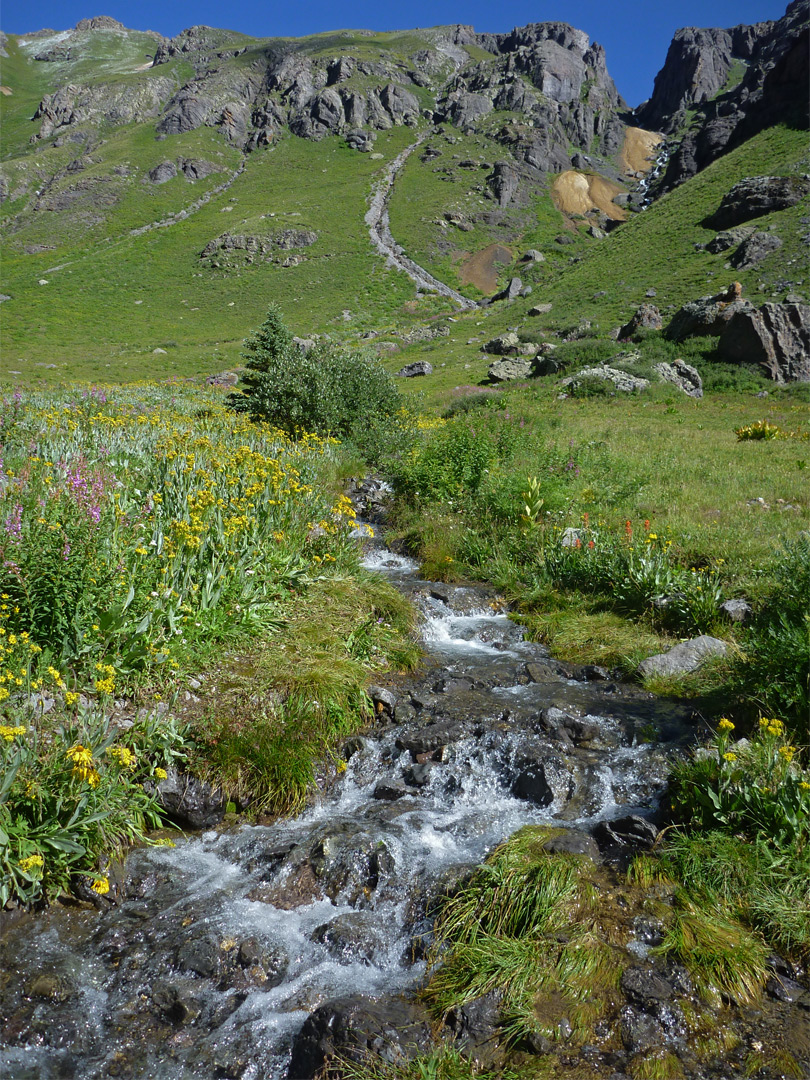 Flowers by a stream