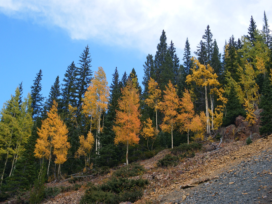 Trees above the path