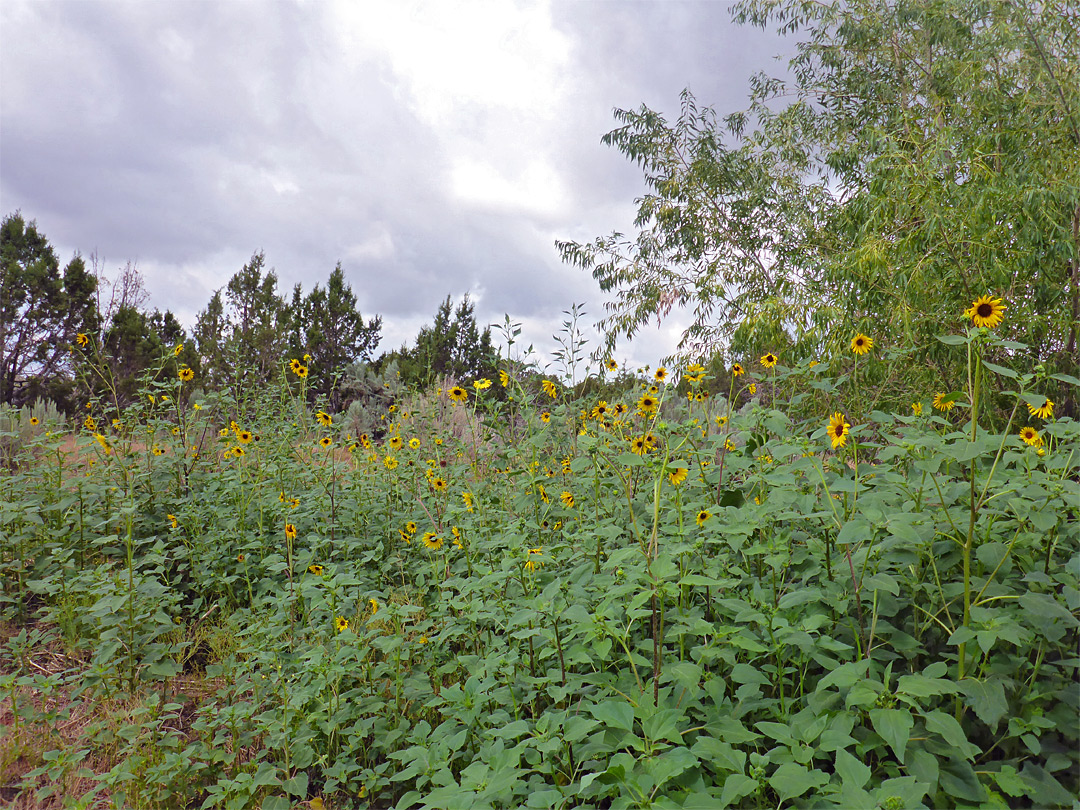 Sunflowers