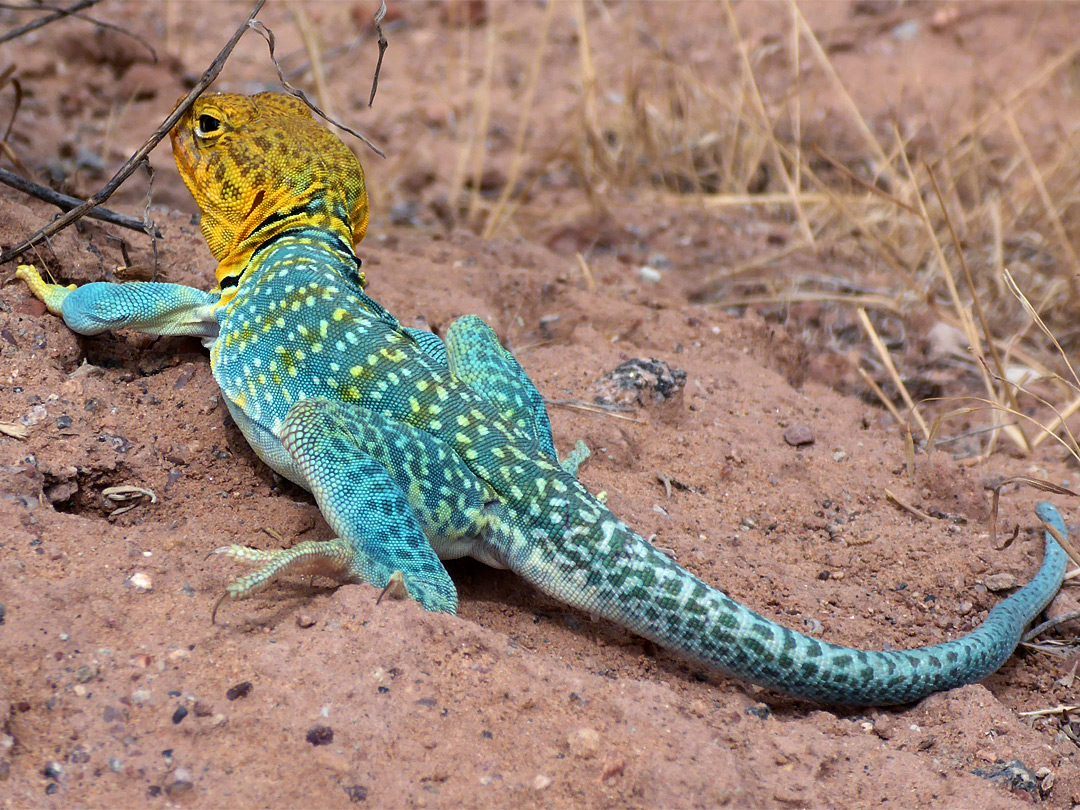 Collared lizard