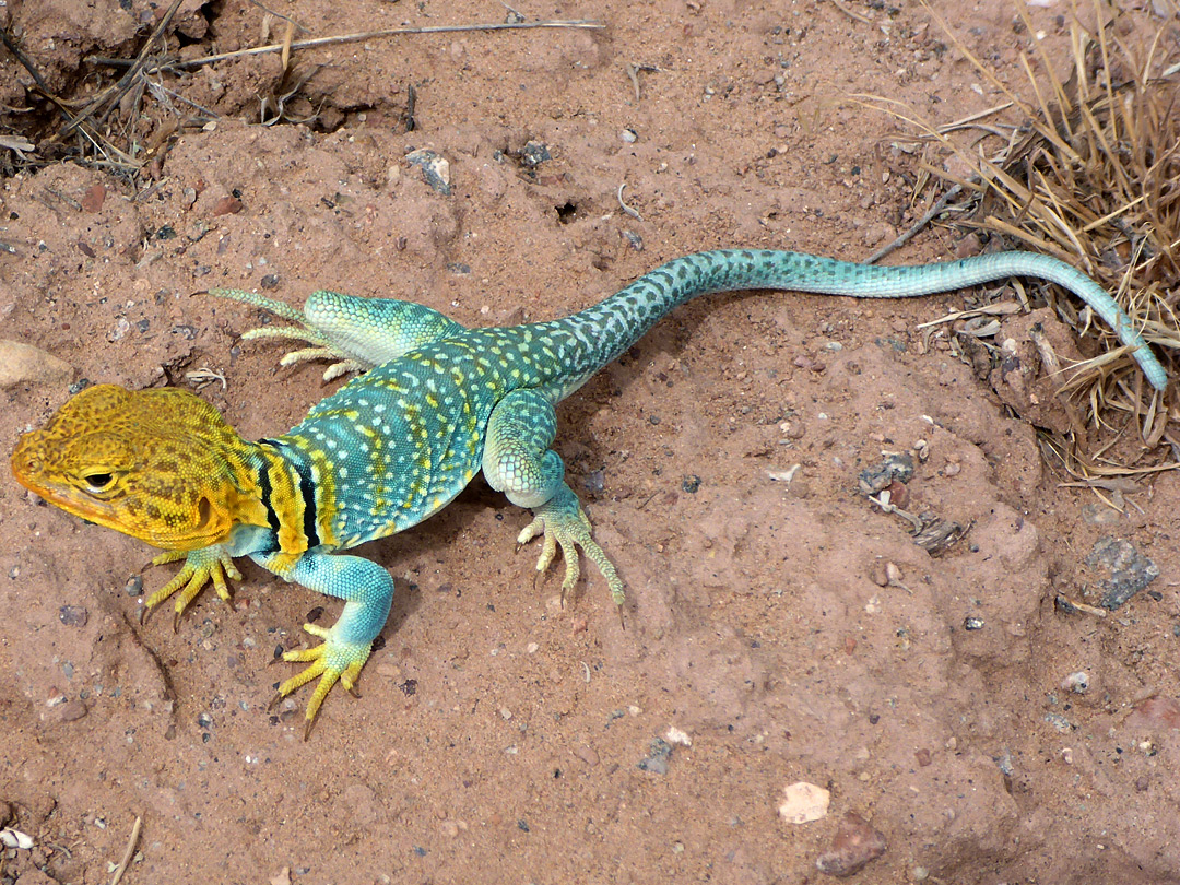 Male collared lizard