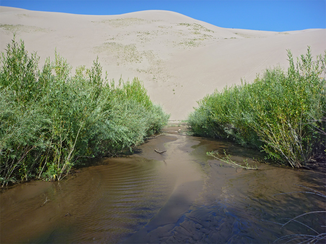 Bushes on Medano Creek