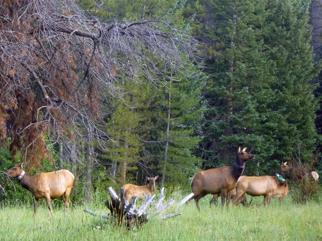 Elk at the trailhead