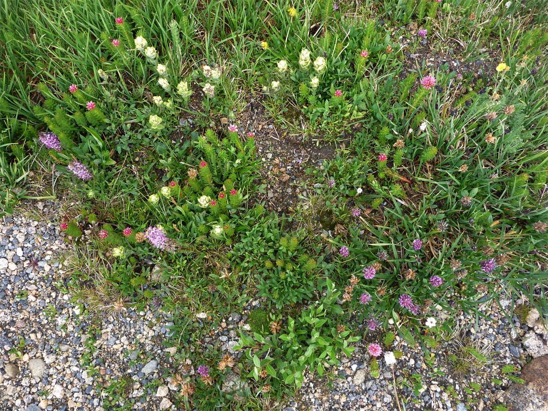 Tundra flowers