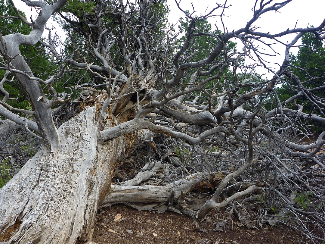 Fallen tree