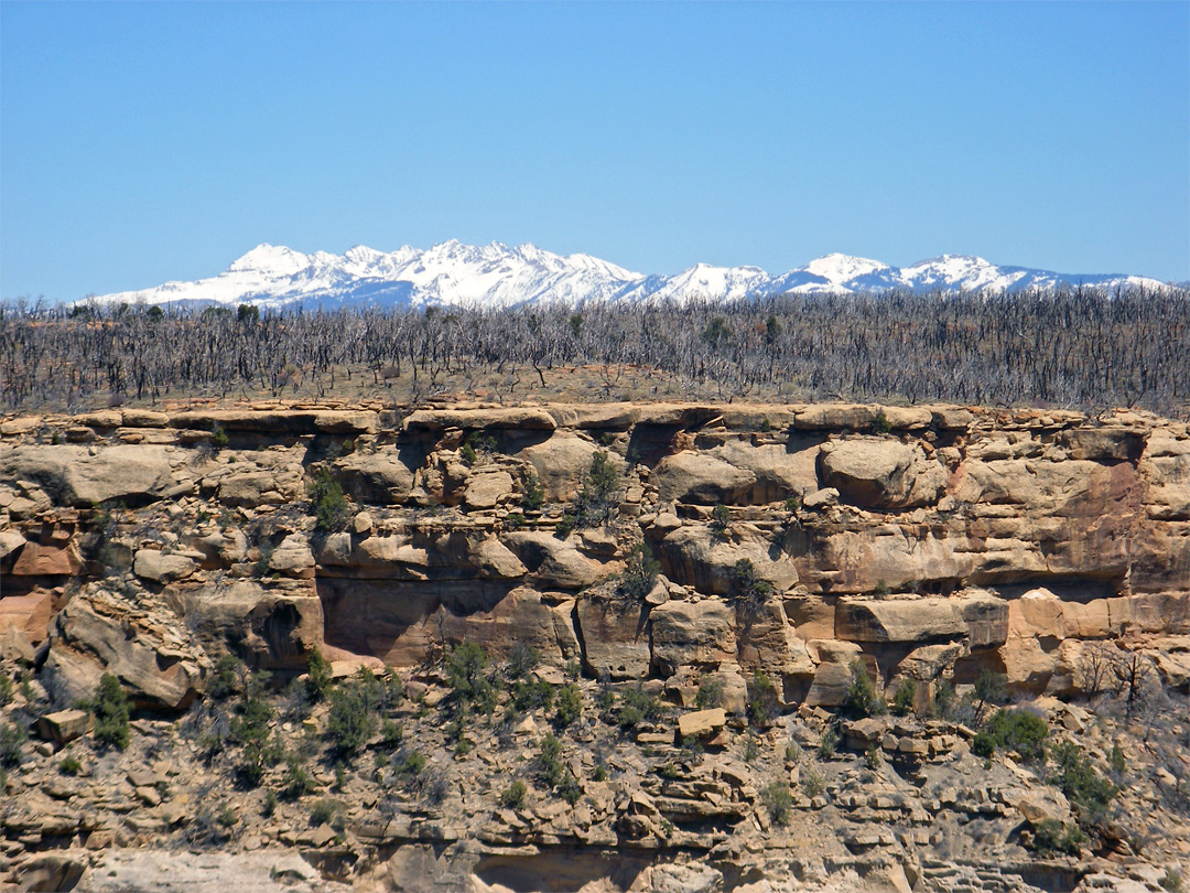 Burnt trees by Soda Canyon